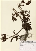 藏品(含羞草)的圖片